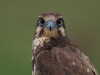 Brown Falcon